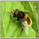Eristalis intricaria - Hummel-Keilfleckschwebfliege m03.jpg